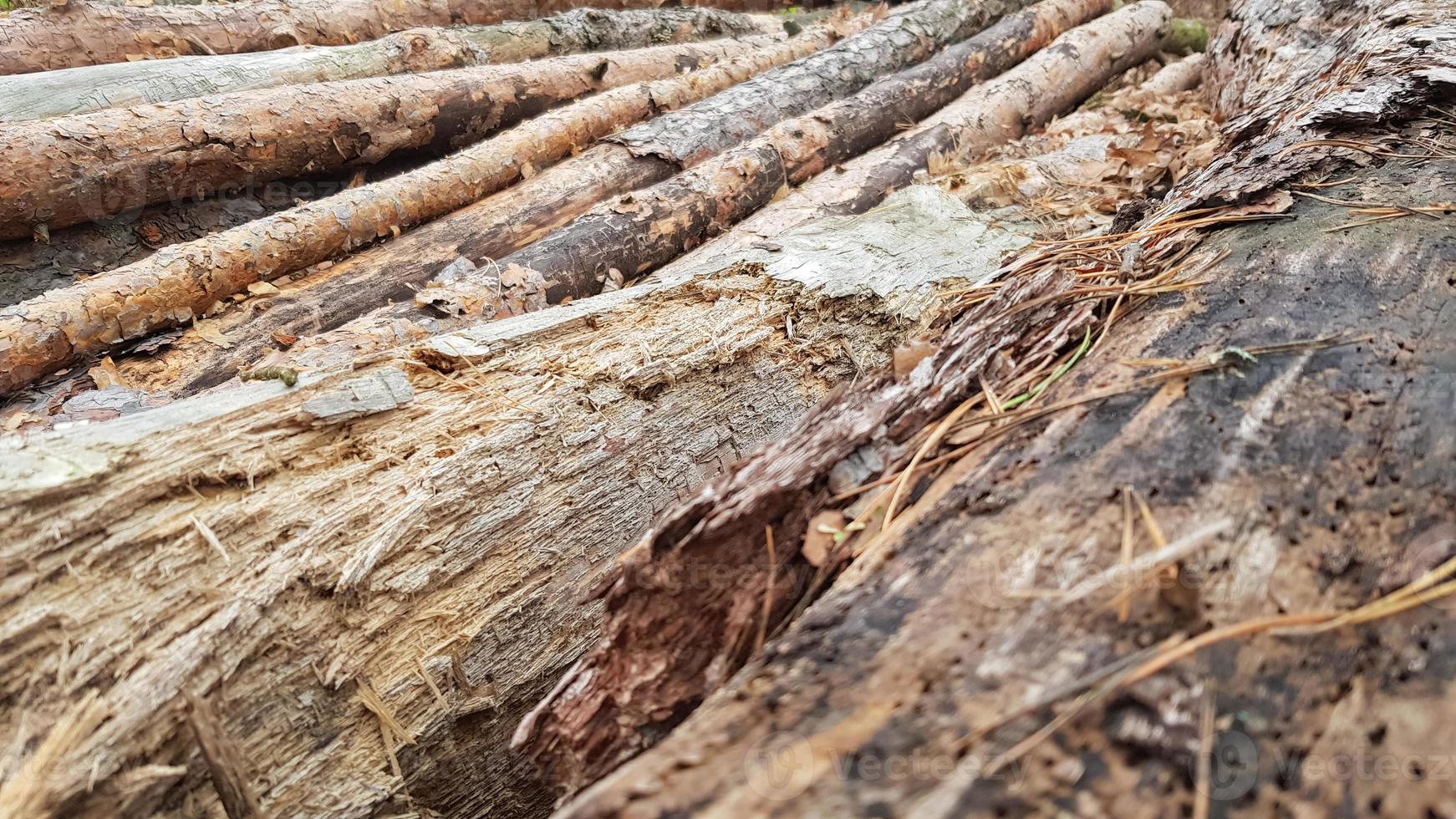 grumes fraîchement sciées. grumes d'arbres dans la forêt après l'abattage photo