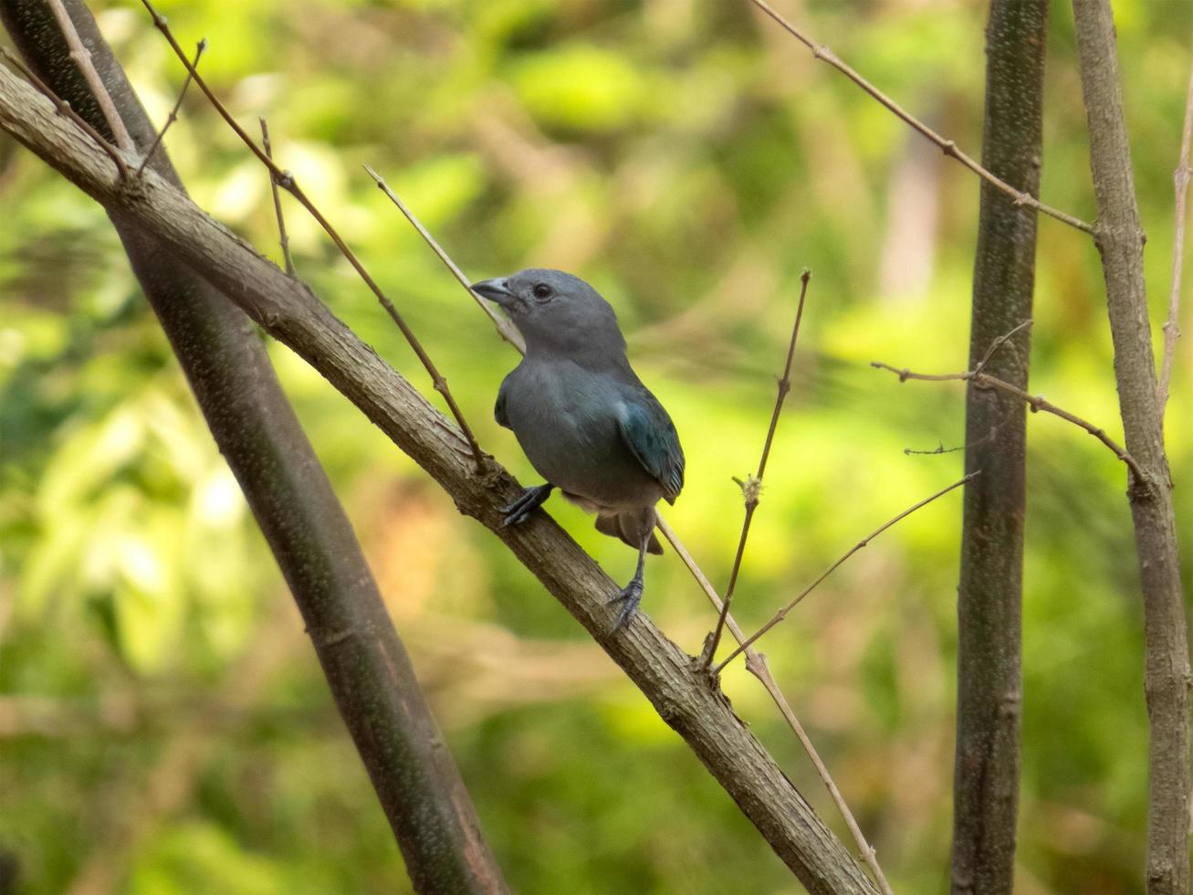 sayaca tangara tangara sayaca isolé sur une branche d'arbre dans l'extension de la forêt atlantique du brésil. oiseau de la faune brésilienne photo