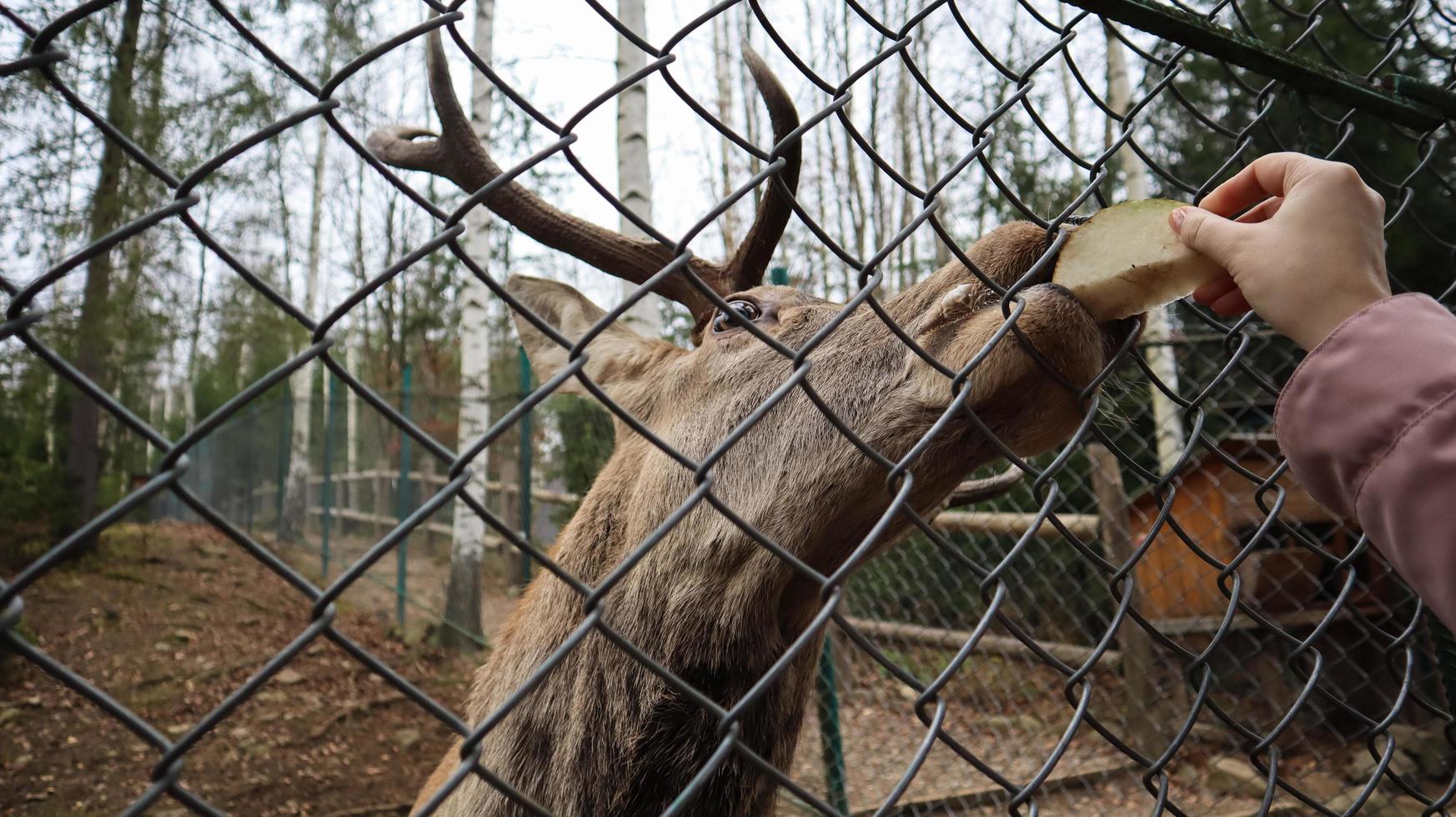 une femme nourrit un cerf avec des cornes à travers une clôture dans un zoo. le cerf mange des betteraves à sucre d'une main féminine. photo