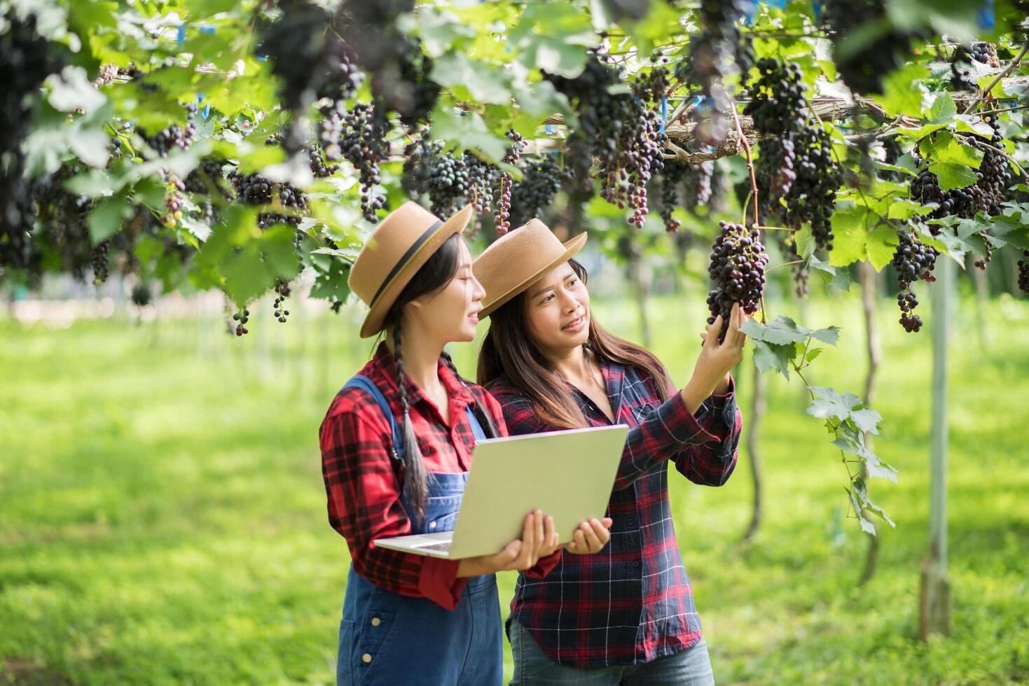 heureux jeunes femmes jardinier tenant des branches de raisin bleu mûr photo