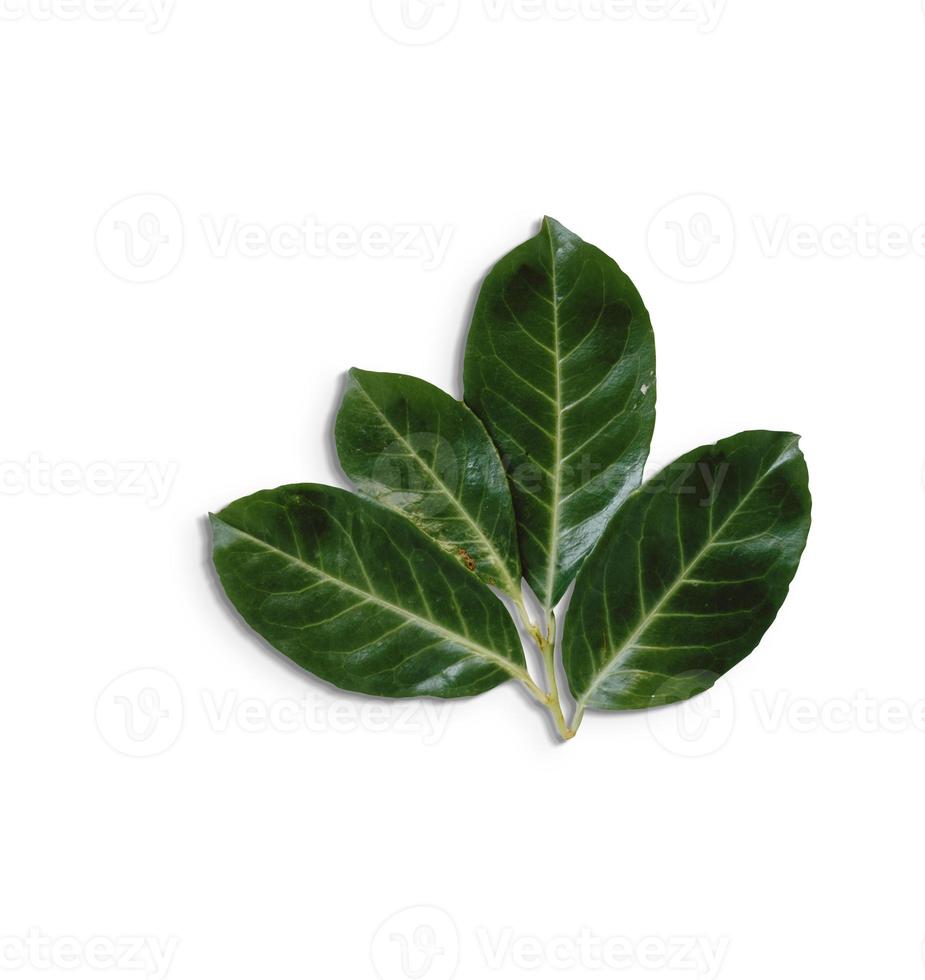 vue de dessus des feuilles vertes isolées sur fond blanc.fit pour votre élément de conception. photo