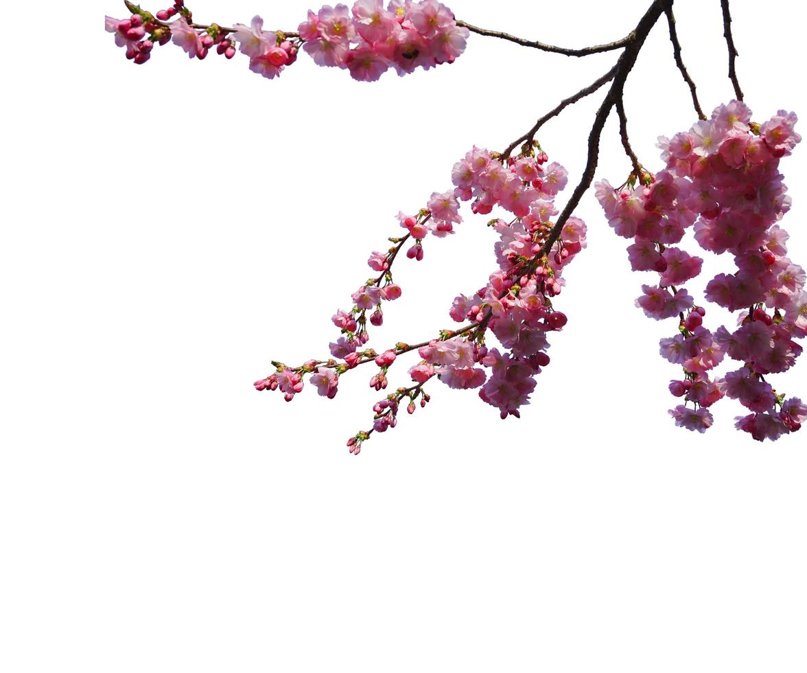 fleurs abstraites en fleurs superpositions de branches d'arbre de fleurs de cerisier de printemps sur blanc. photo