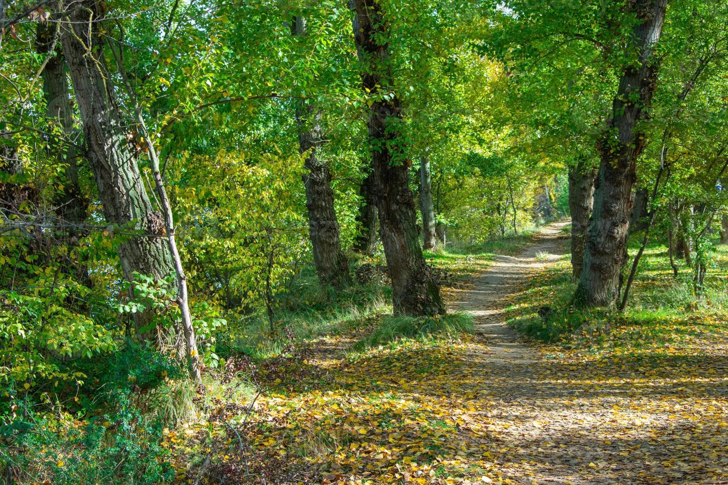 chemin dans le parc avec arbres et feuilles sèches photo