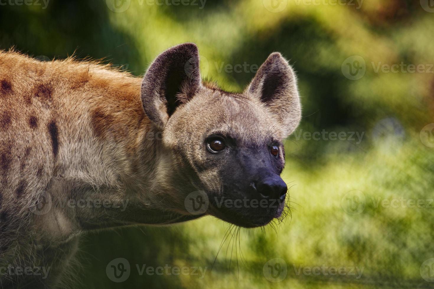 visage d'hyène photo