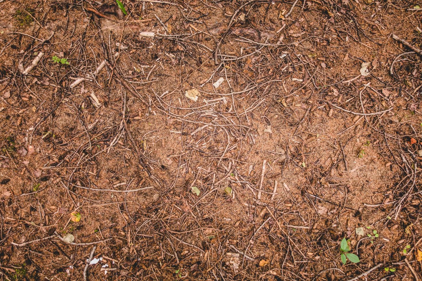 d'au-dessus de la texture du sol sec dans la forêt à feuilles persistantes photo