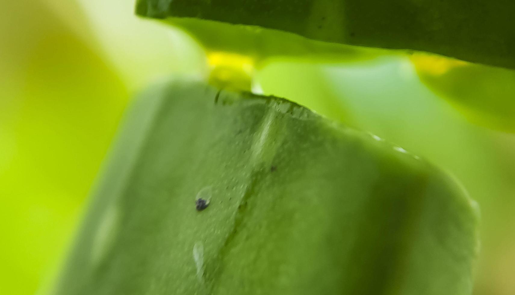 une plante domestique courante. l'aloe vera avec son gel multi bienfaits. photo