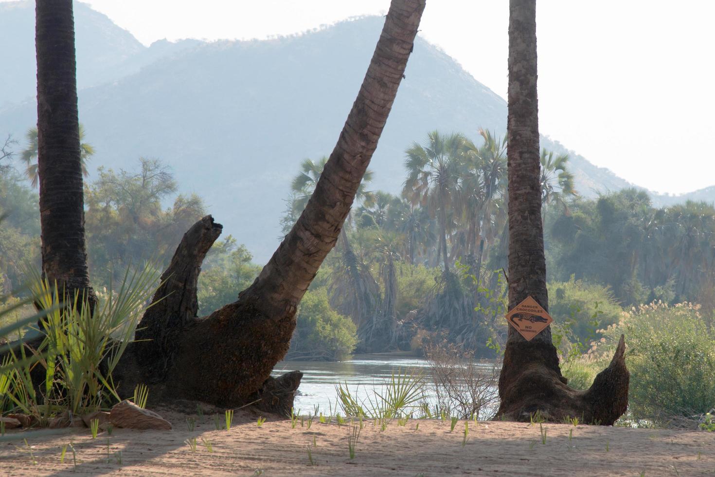 paysage africain, au nord de la namibie. palmiers le long de la rivière, avertissement de crocodiles, baignade interdite. personne photo