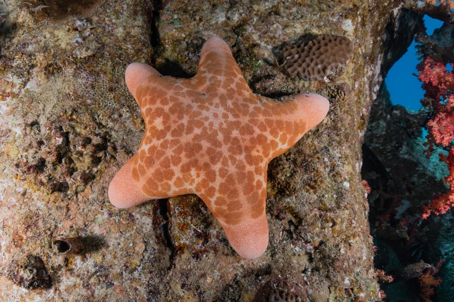 étoile de mer sur les fonds marins de la mer rouge, eilat israël photo