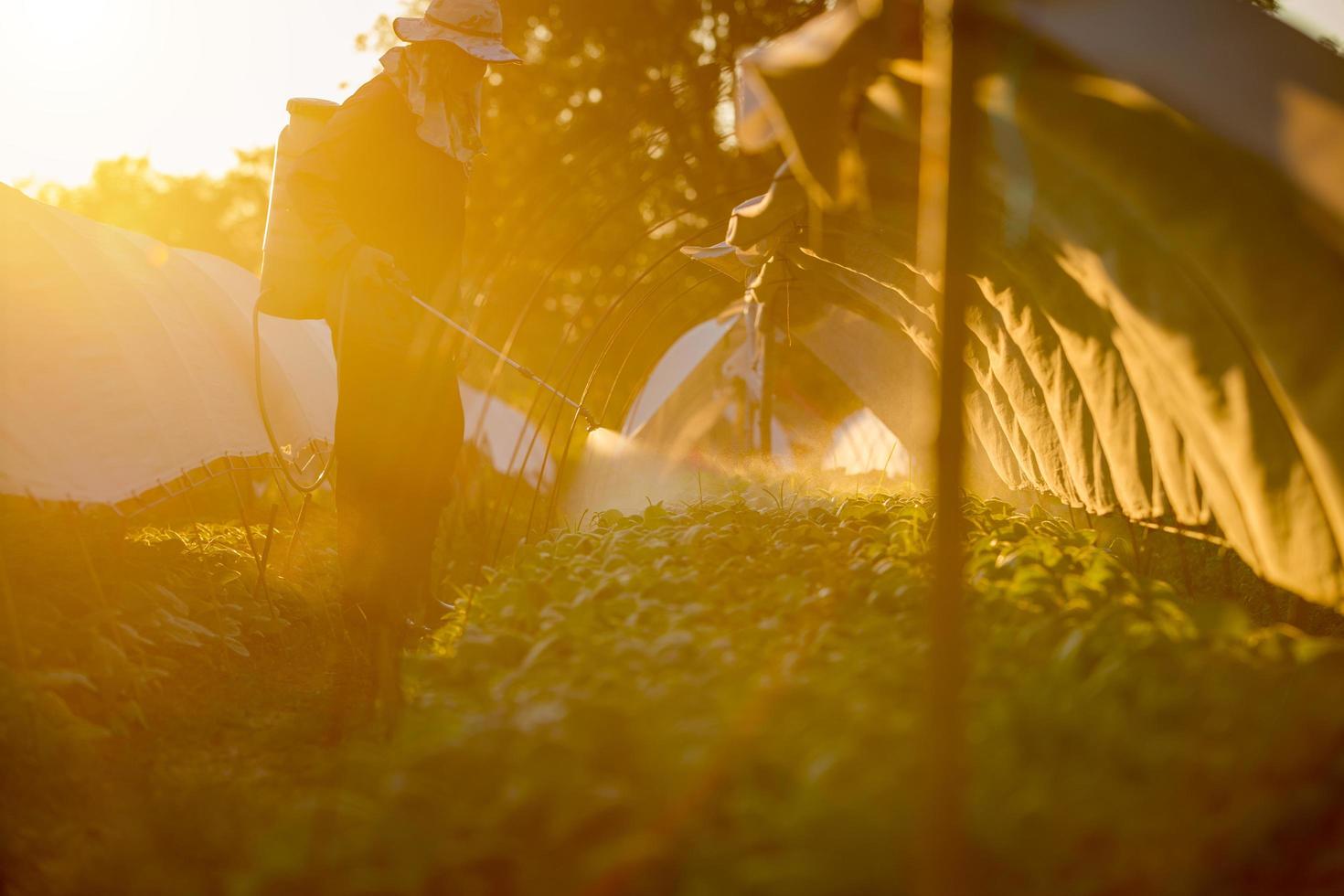 homme agricole travaillant de l'eau de pulvérisation ou de l'eau d'engrais dans une plantation photo