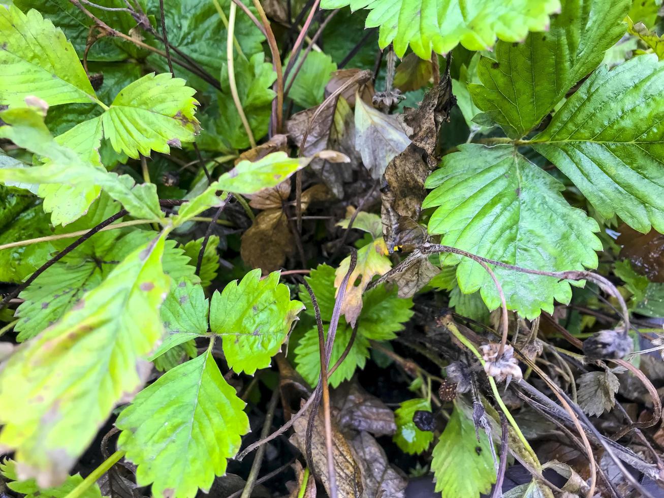 maladies sur les feuilles et les pousses de fraises photo