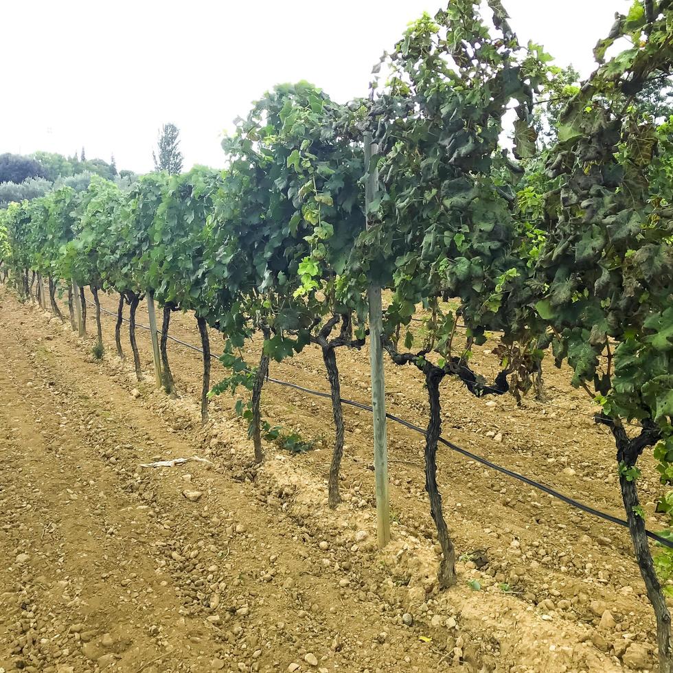 vigne, buissons poussant sur le sol dans le vignoble. photo