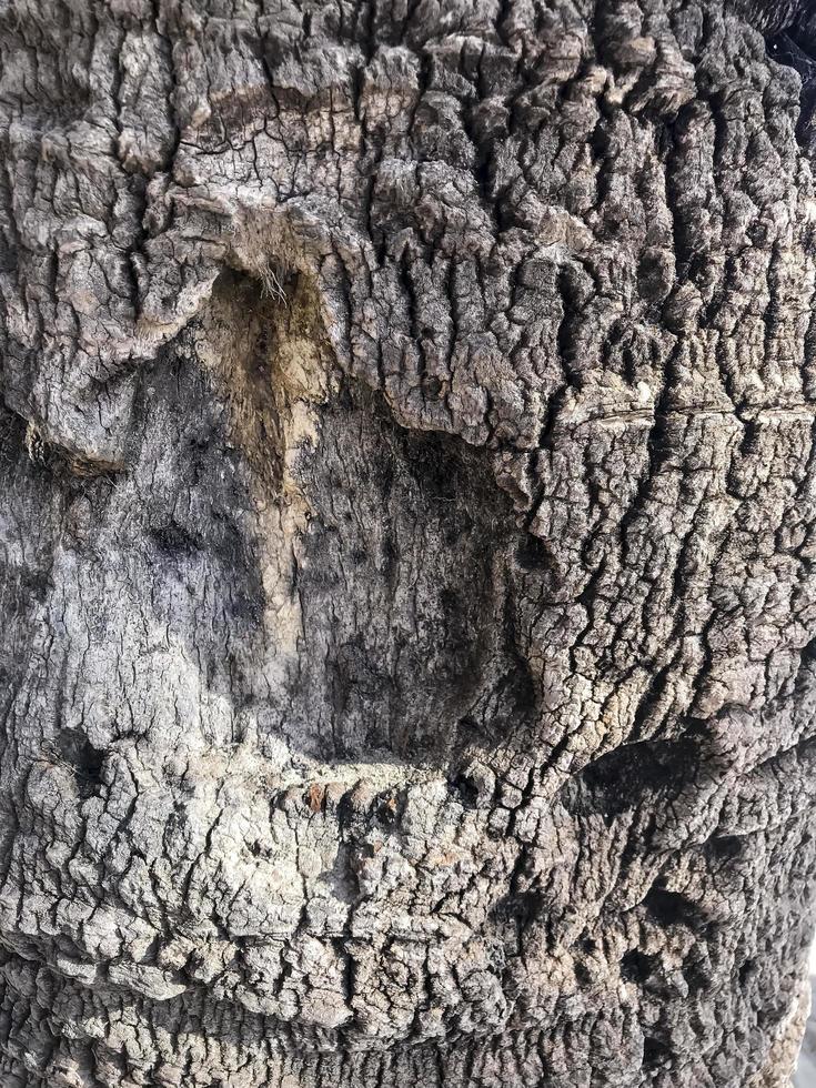 écorce rugueuse naturelle des arbres tropicaux. photo