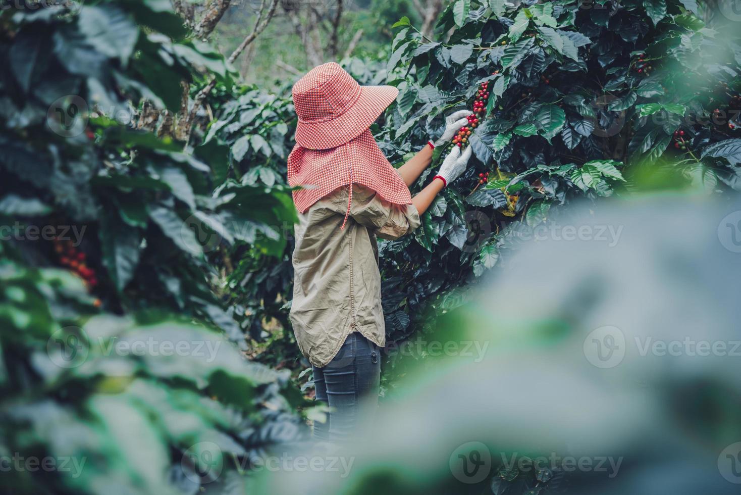 ouvrières travaillant dans une plantation de café, agriculture, jardin de café. photo