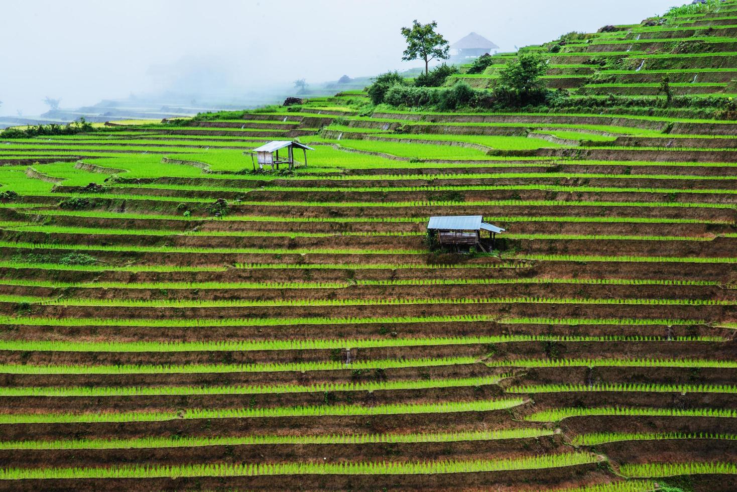 voyage saison des pluies paysage de rizières en terrasses à ban papongpieng chiangmai thaïlande photo