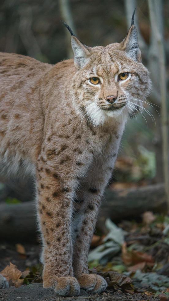 Lynx eurasien en forêt photo