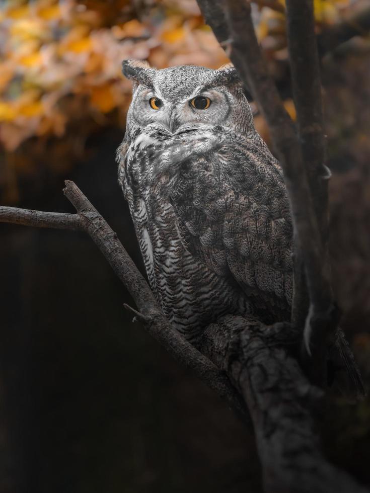 hibou grand duc photo