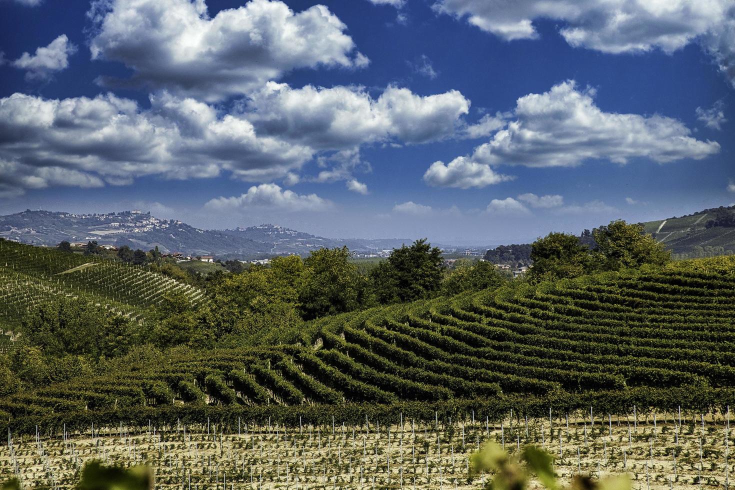 les vignes dans les langhes piémontais en automne au moment des vendanges photo