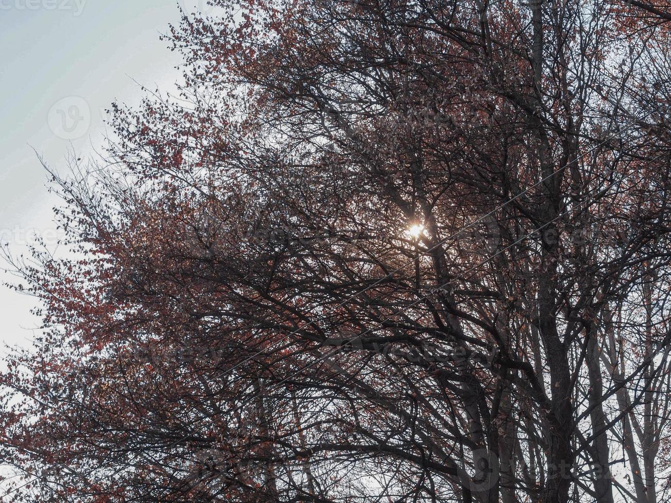 soleil derrière les arbres photo