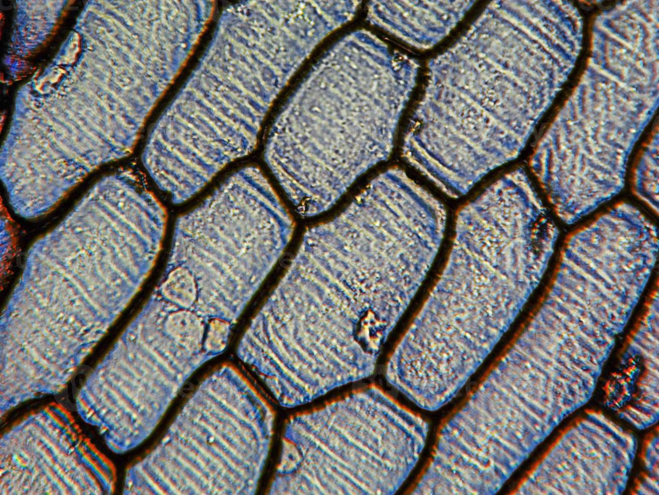 micrographie d'épiderme d'oignon photo