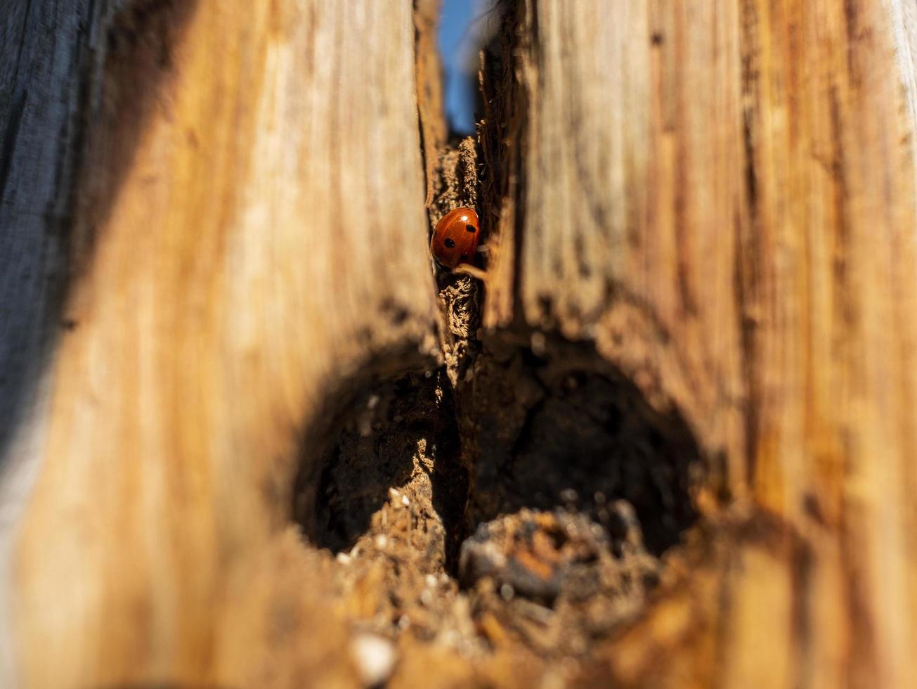 coccinelle dans un tronc d'arbre en bois sec photo