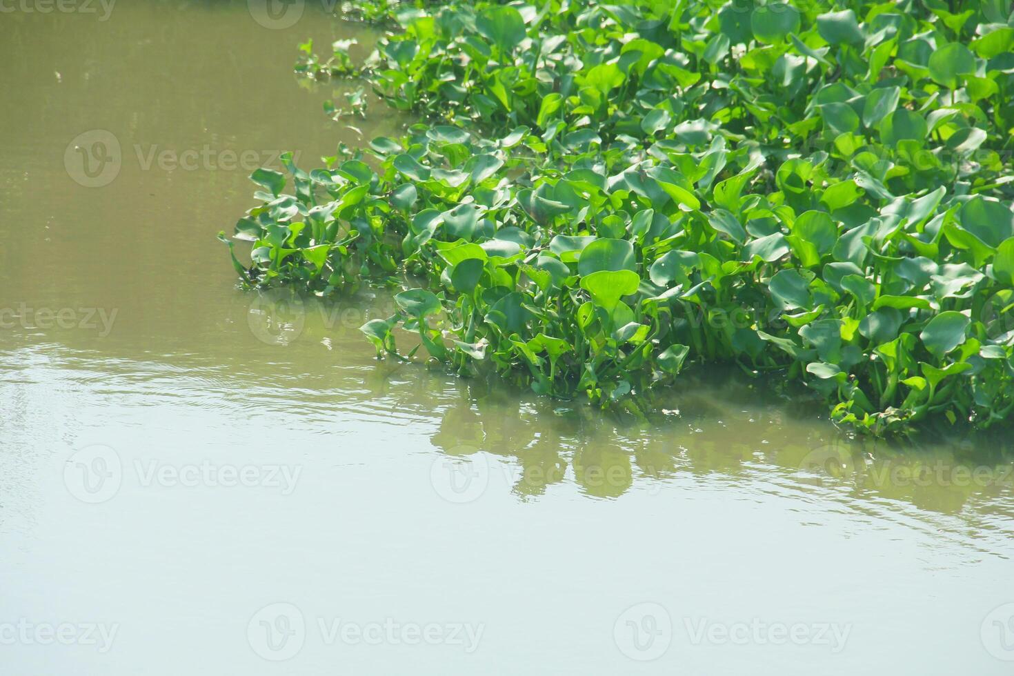 l'eau jacinthe est un aquatique plante cette grandit abondamment dans l'eau zones et pouvez cause envasement dans rivières et pouvez être utilisé comme brut Matériel pour artisanat. photo