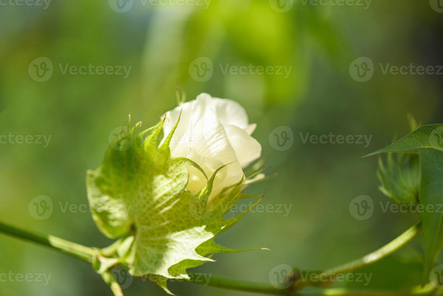 fleur de coton sur arbre dans le champ de coton nature fond vert. photo
