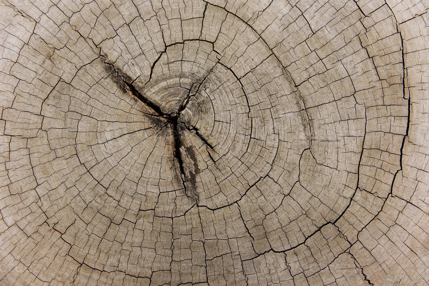 Bois de sciage de fond coupé en bois, vue de dessus - texture naturelle du vieux bois de la section transversale de la souche d'arbre du tronc d'arbre photo