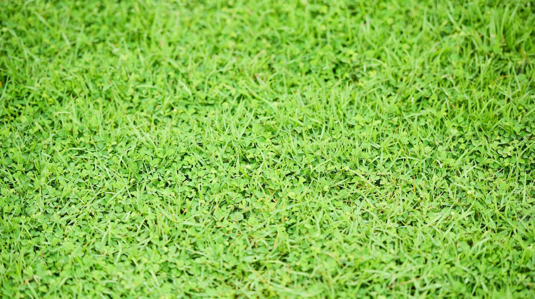 herbe arrière plan pelouse patron herbe verte texture photo