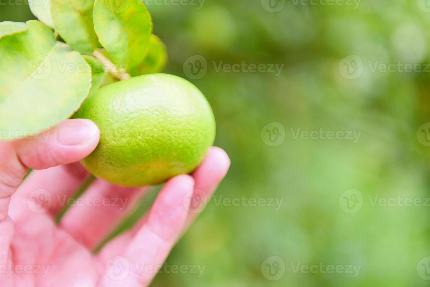 limes vertes sur un arbre - citron vert frais agrumes dans le jardin ferme agricole avec fond flou vert nature photo