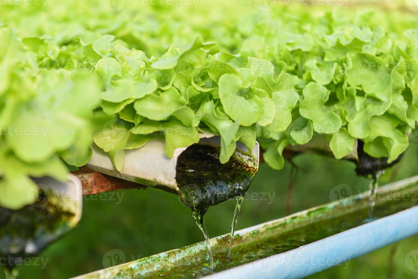 laitue hydroponique poussant dans le jardin salade de laitue de ferme hydroponique biologique pour une alimentation saine, légumes de serre sur conduite d'eau avec chêne vert et chêne rouge. photo