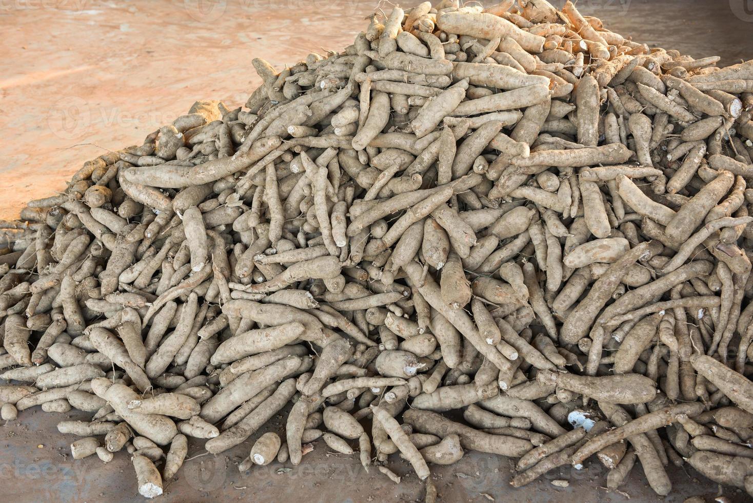 un tas de racines de manioc récolte du tapioca sur le marché dans des fermes de manioc. autre nom manihot esculenta, yuca, manioc, mandioca, marante brésilienne photo