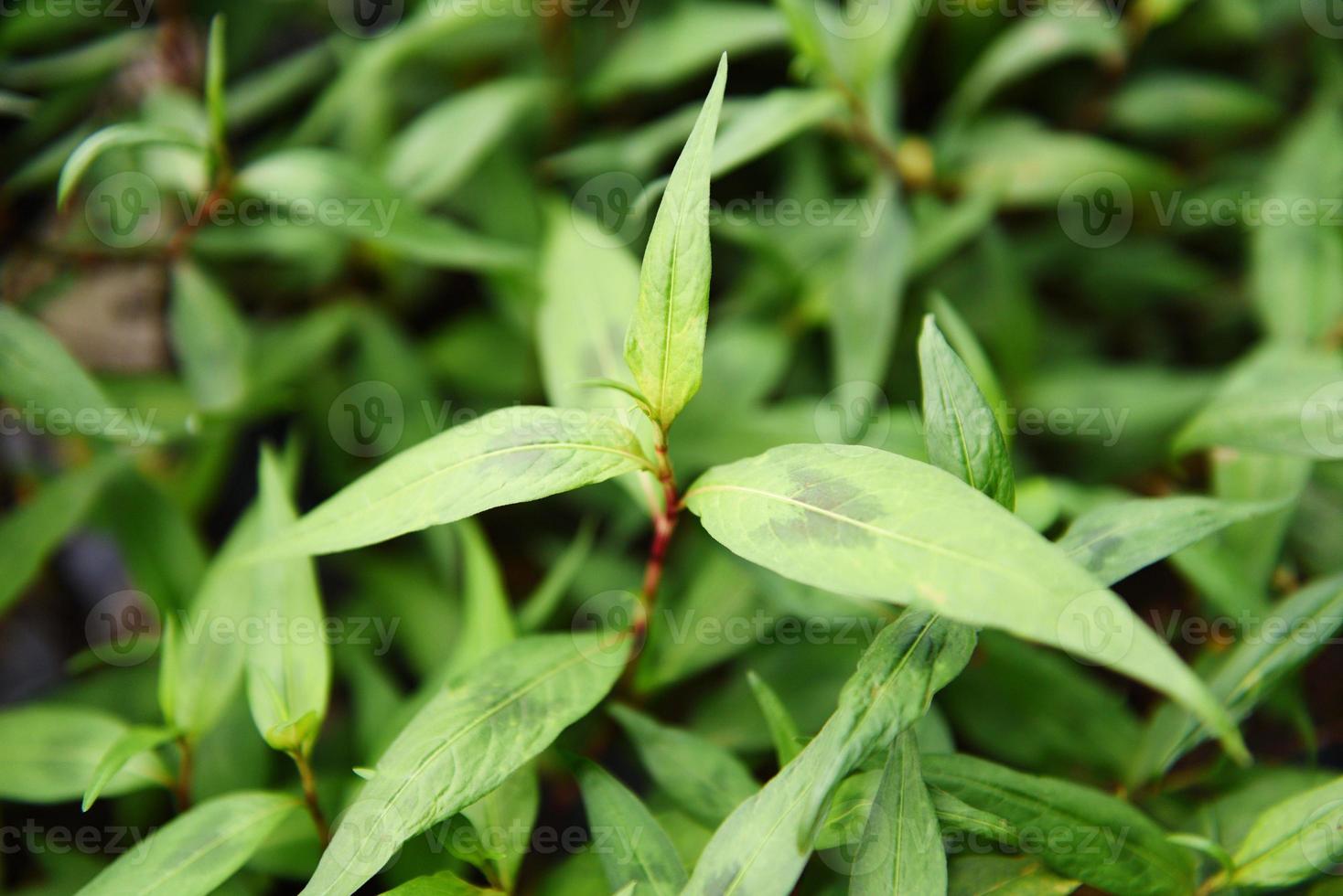 Herbe et légume de coriandre vietnamienne - menthe vietnamienne dans le jardin photo