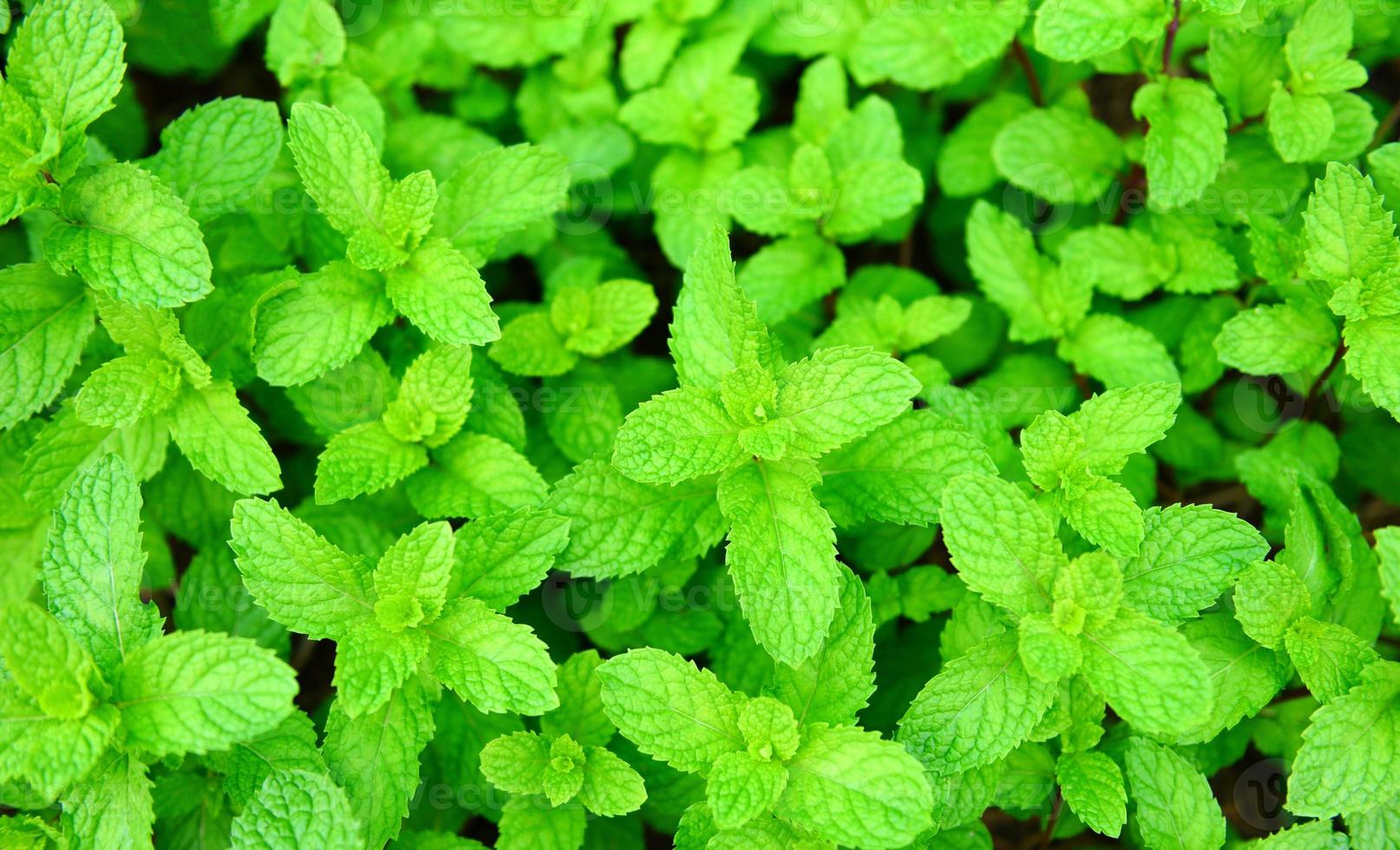 feuille de menthe poivrée dans le fond du jardin - feuilles de menthe fraîche dans une nature d'herbes vertes ou de légumes photo