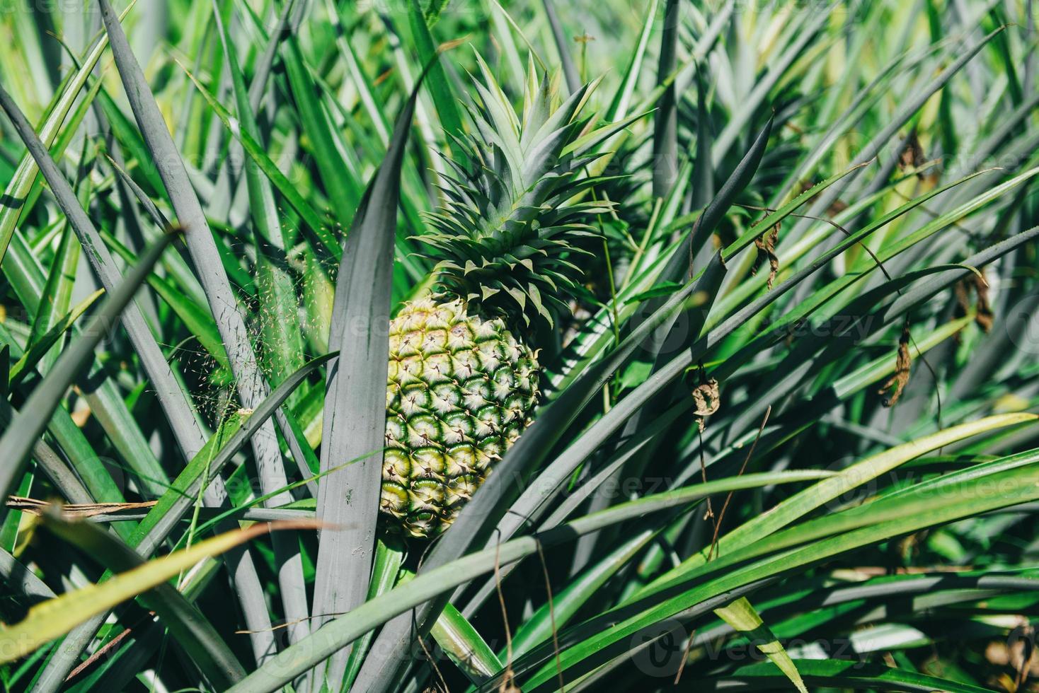 fruit d'ananas sur l'arbre, plantation d'ananas fruits tropicaux poussant dans une agriculture agricole photo