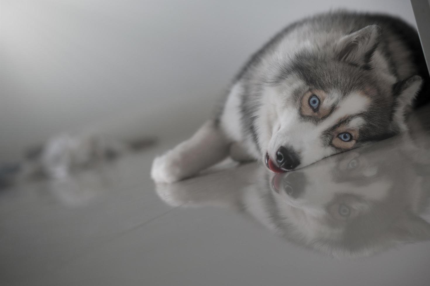 le chien husky sibérien a l'air mignon photo