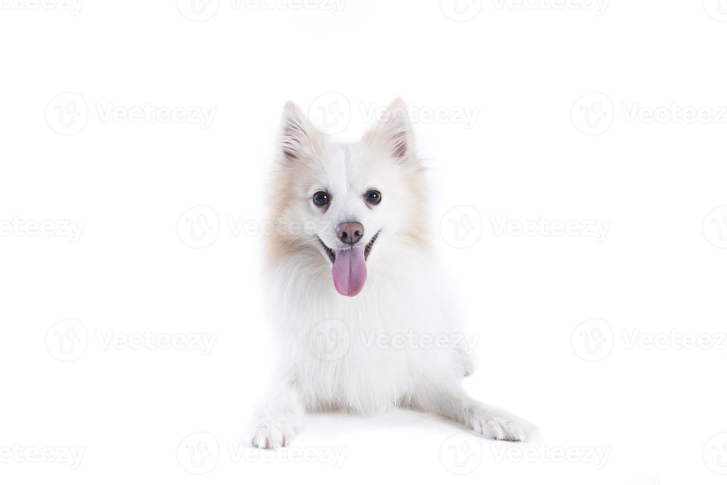 portrait isolé d'un spitz allemand allongé et face à la caméra photo