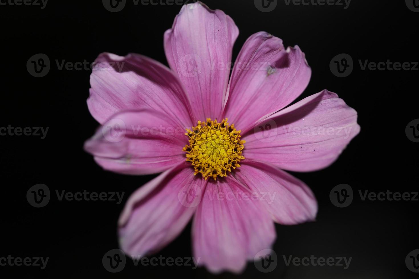 fleur pourpre fleur fermer fond botanique cosmos bipinnatus famille compositae grande taille impressions de haute qualité photo