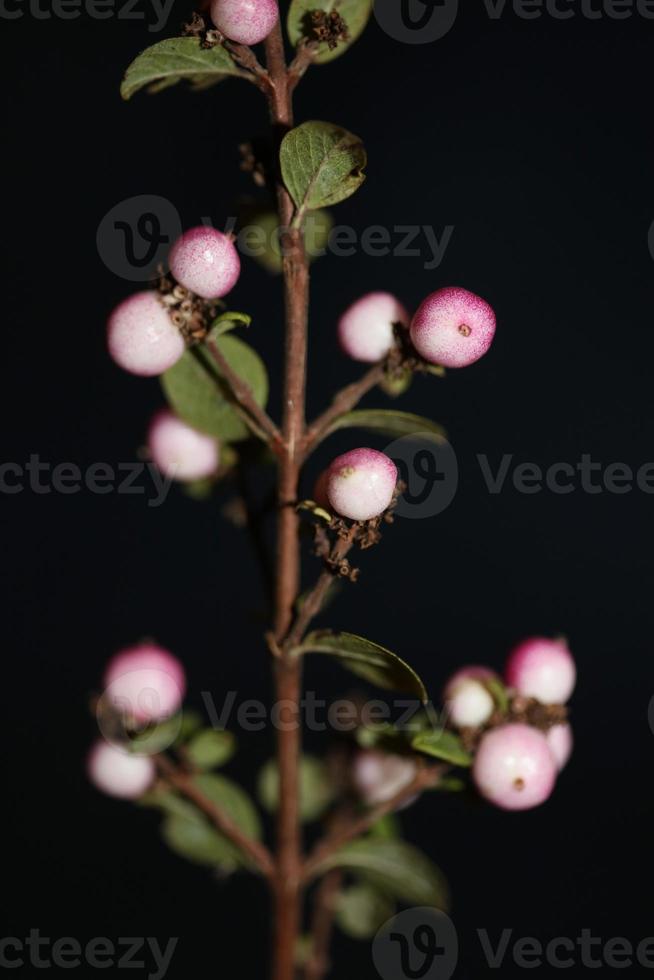 Fleur sauvage fruit close up fond botanique symphoricarpos orbiculatus famille caprifoliaceae grande taille impression de haute qualité photo