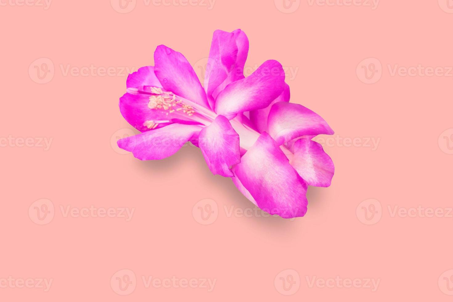 vue rapprochée belle fleur violette isolée sur fond rose. espace de copie ajouté pour le texte. photo