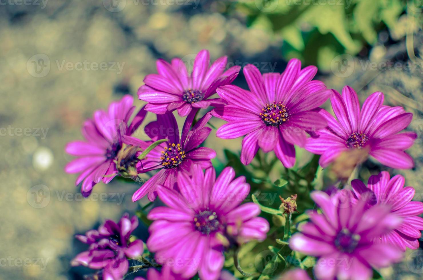 fleur de marguerite violette poussant dans le jardin de printemps 4651852  Banque de photos