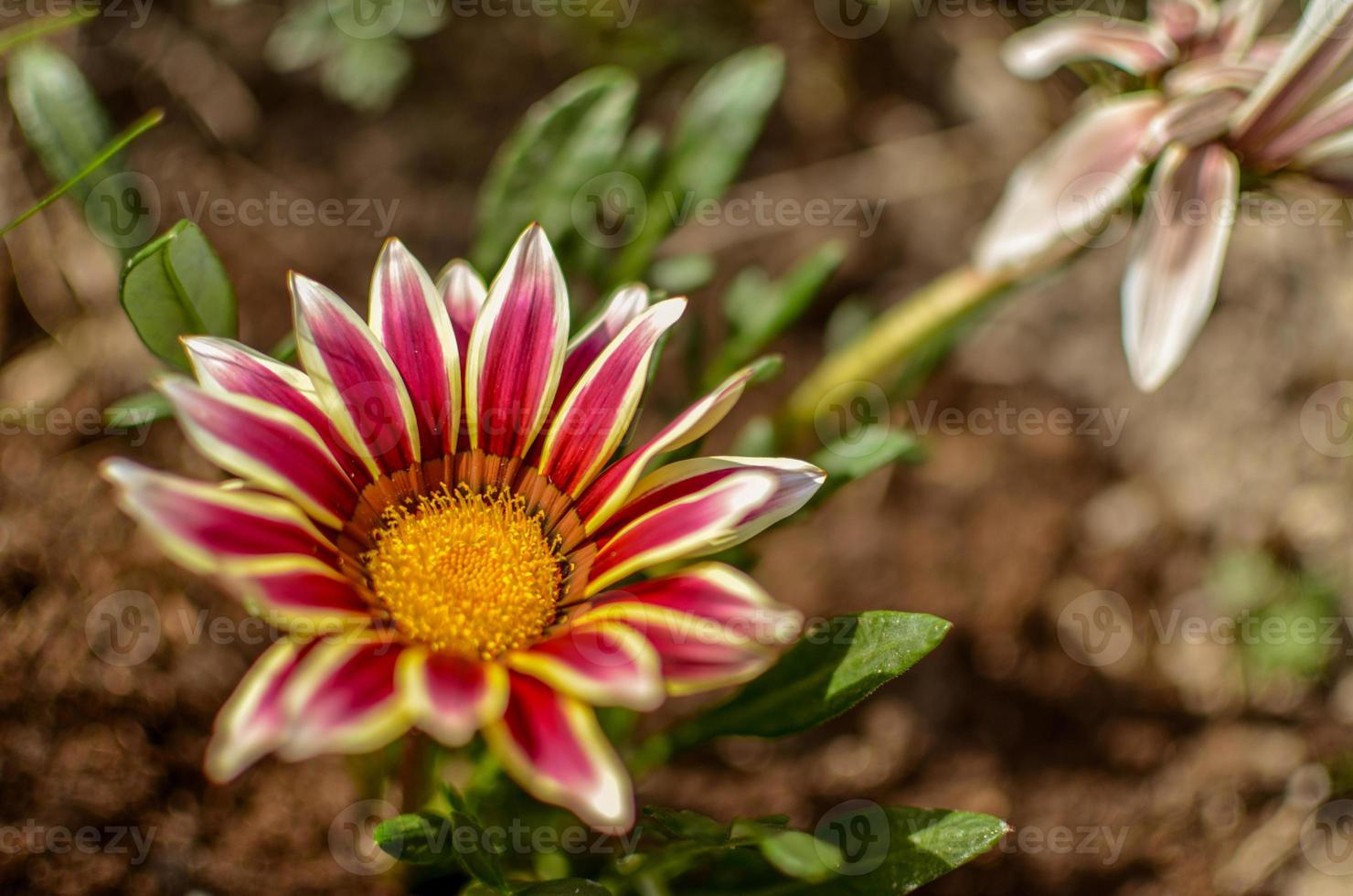 Vue de dessus en gros plan d'une fleur de gazania blanche et lilas en fleur dans un jardin photo