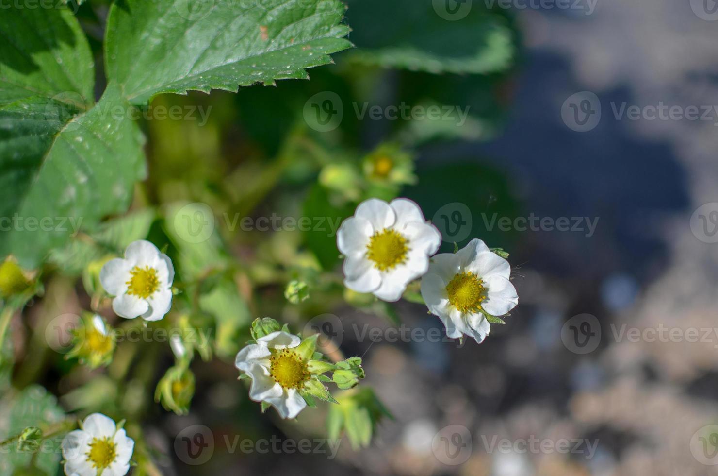 Bush fleurs blanches de fraises sur le fond blured photo