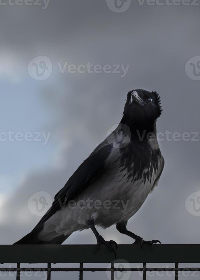 jeune corbeau noir sur les barres photo