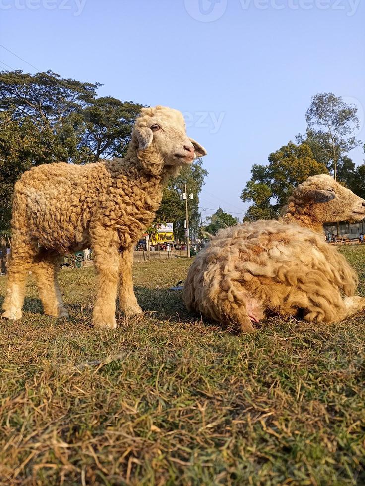 stock de moutons de couleur dorée sur le terrain pour manger de l'herbe photo