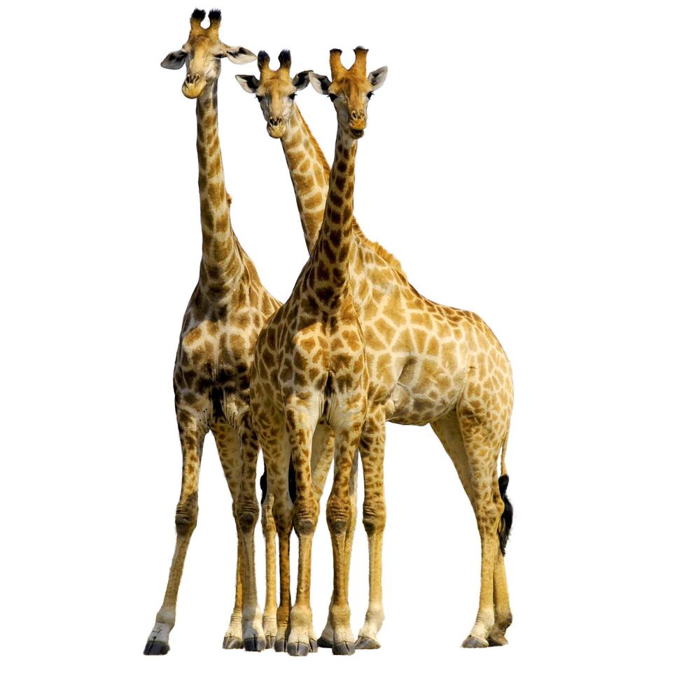 Safari zoo animal girafe accrochant leurs pattes ensemble sur blanc photo