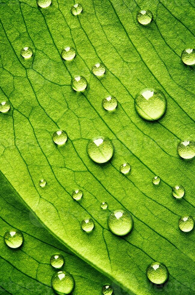 feuille verte belle goutte d'eau de pluie et nature de texture de feuille sur vert naturel. photo