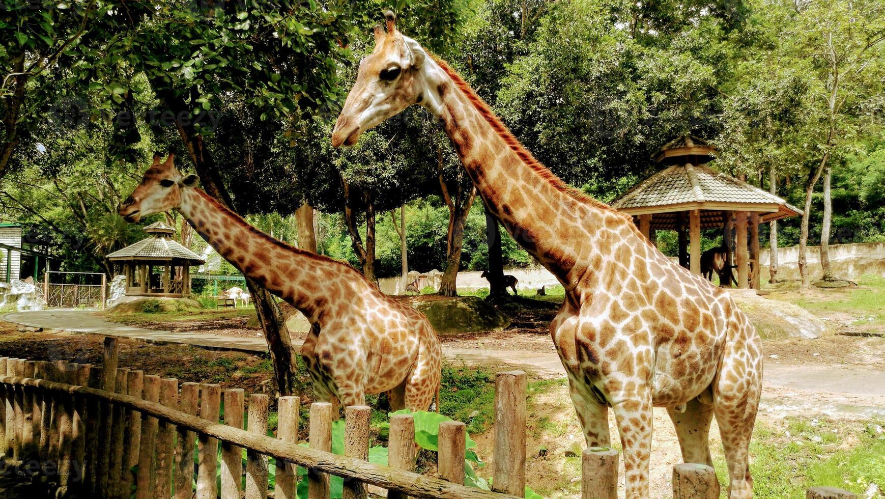 une girafe avec un motif orange regarde la clôture photo