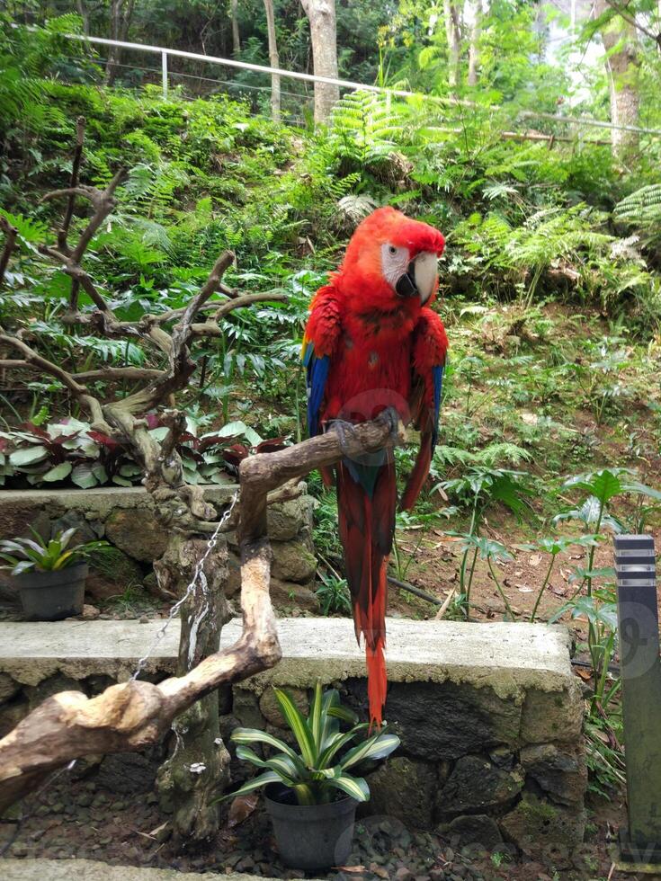 un perroquet rouge perché sur un tronc d'arbre photo