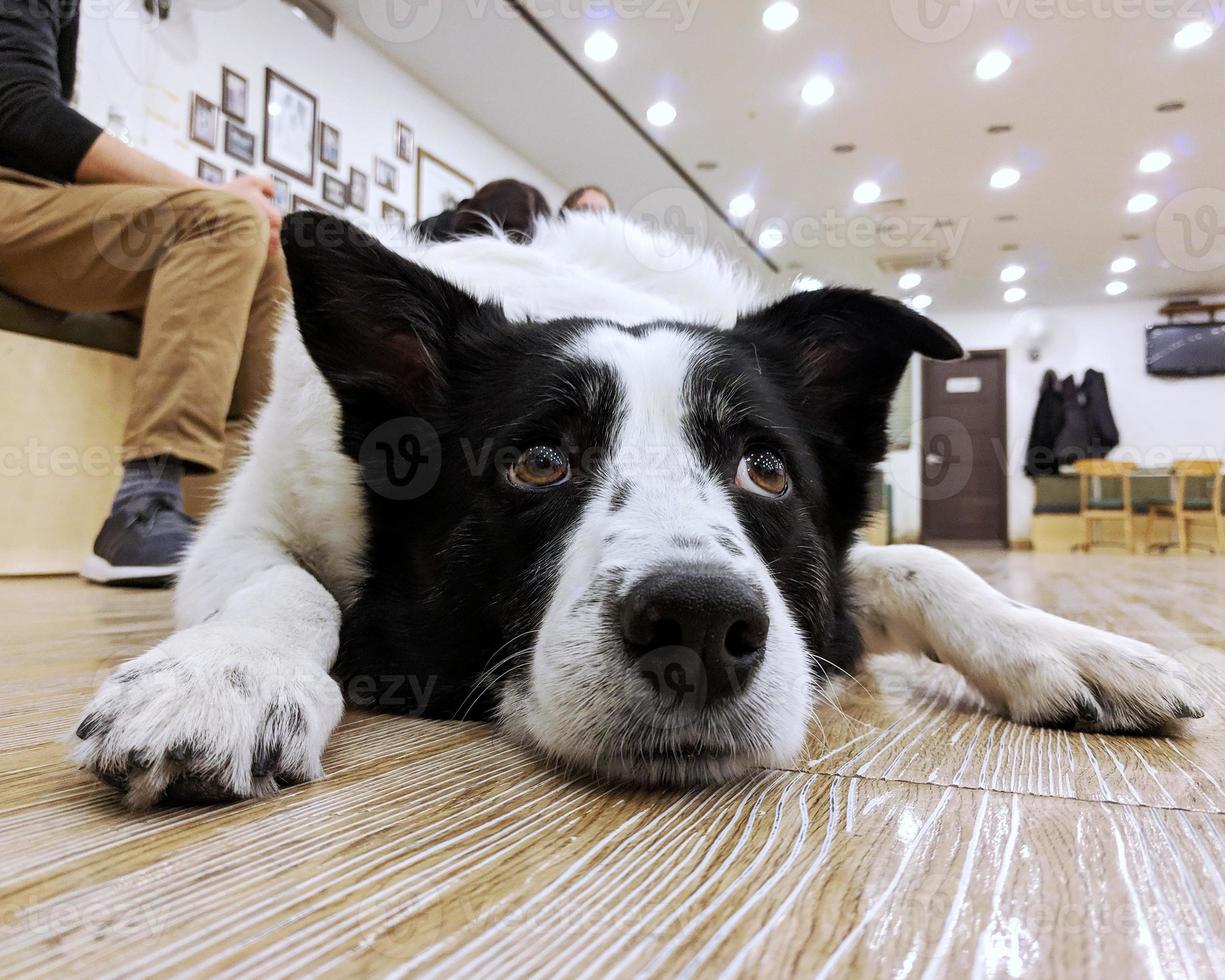 un chien aux oreilles blanches et noires dormant par terre photo