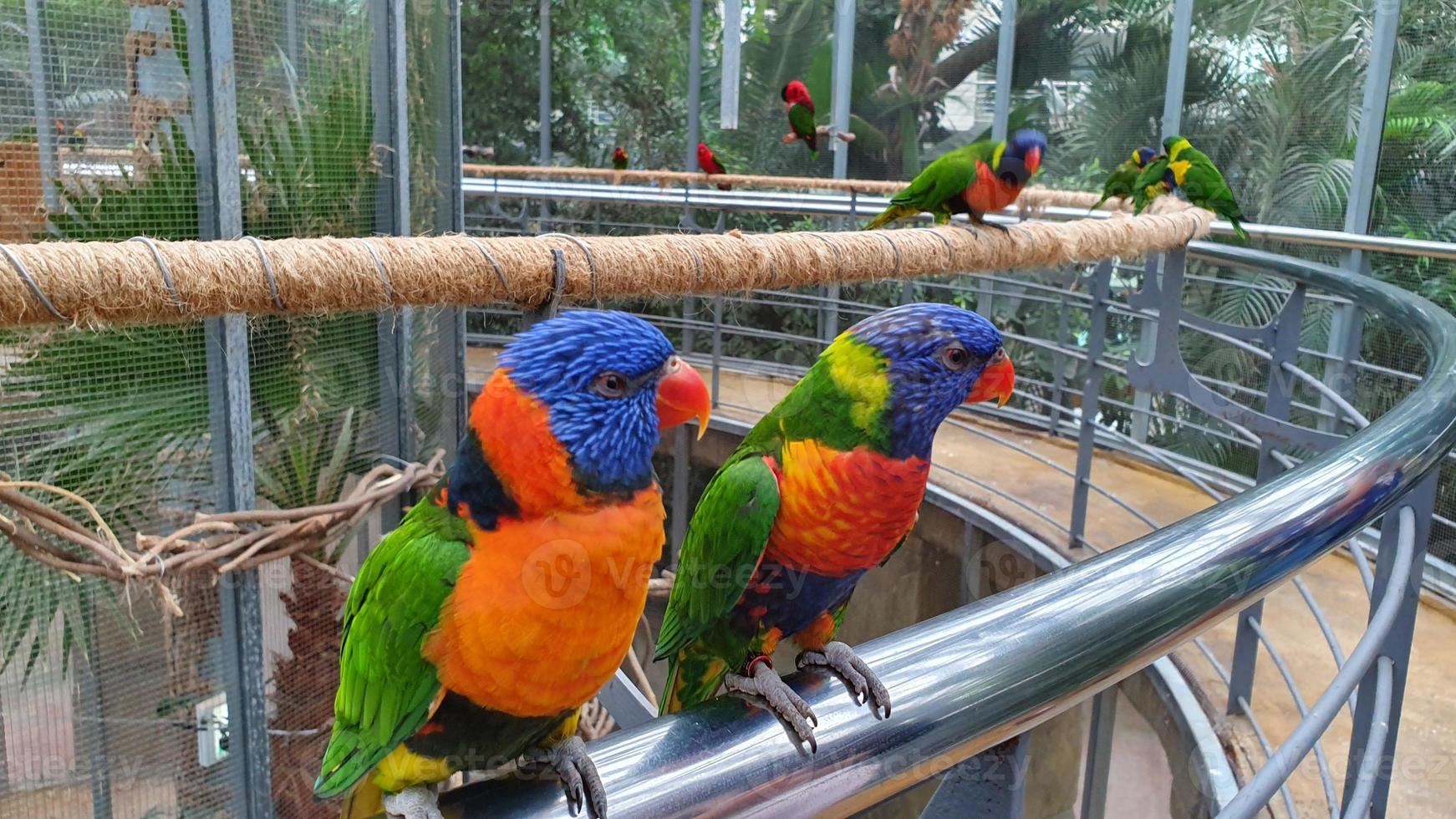 des hordes d'oiseaux perroquets colorés sont perchés dans les arbres photo